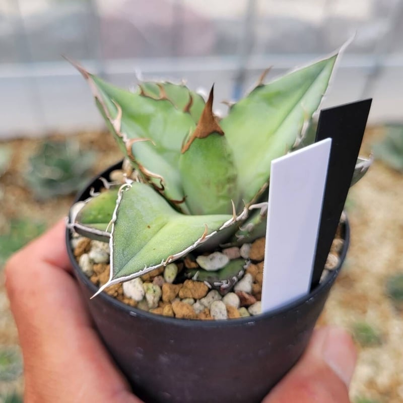 oaxaca oteroi Blue special 現地実生 ブルースペシャ Agave