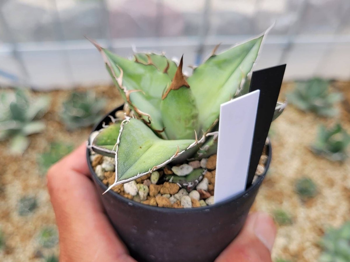 AGAVE OTEROI OAXACA 実生株 アガベ・オテロイ オアハカ実生の栽培記録 – ゆるぷ