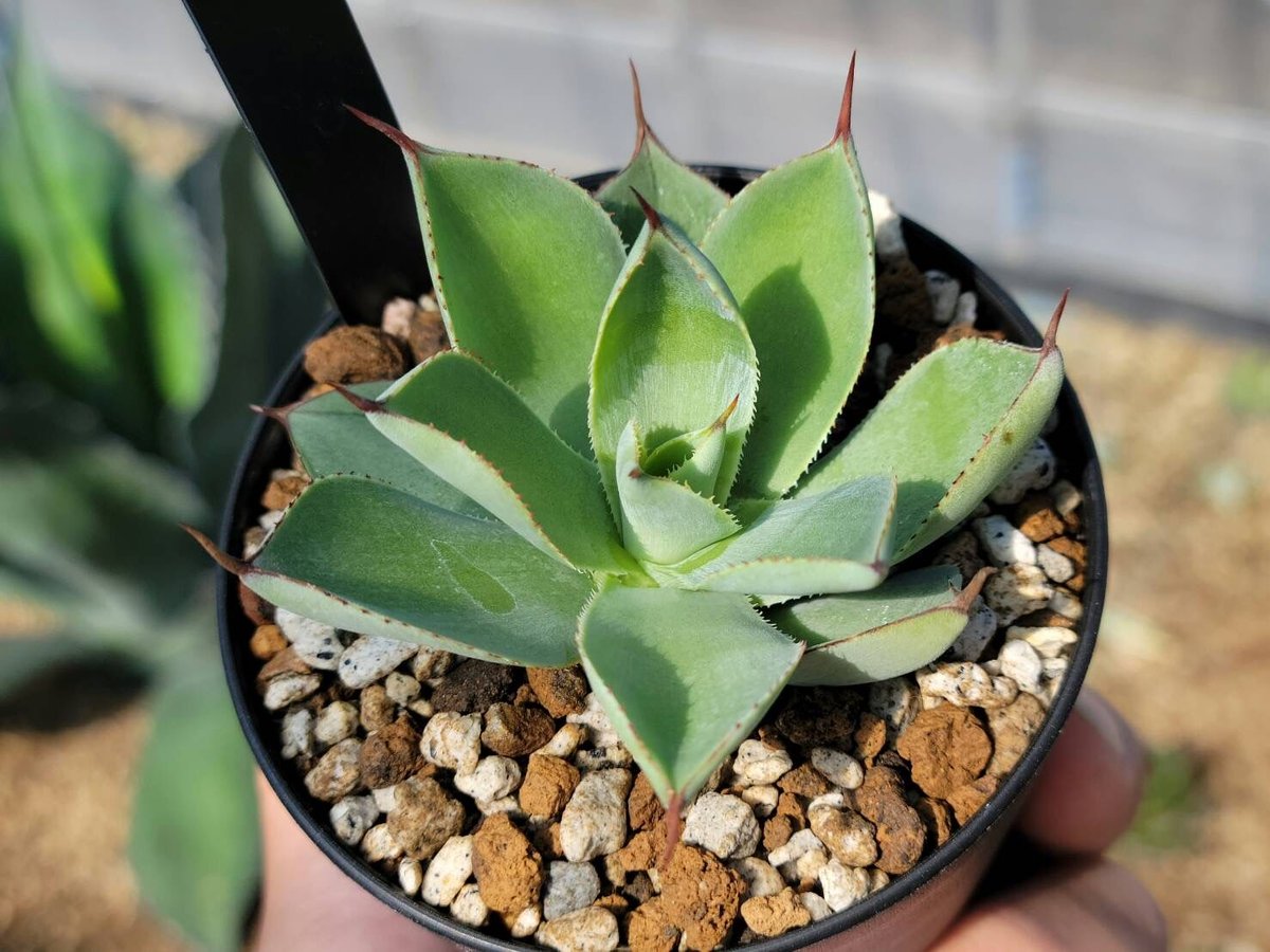 観葉植物 アガベ ベビーティース 錦 アガベ ベビーティース錦 活着株