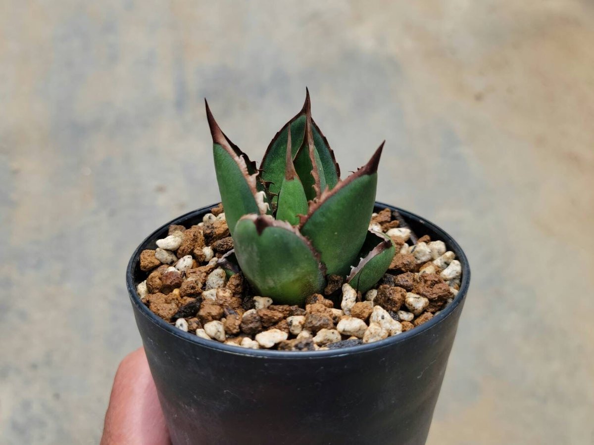 アガベジェスブレイティ中斑 | カトーエンゲー