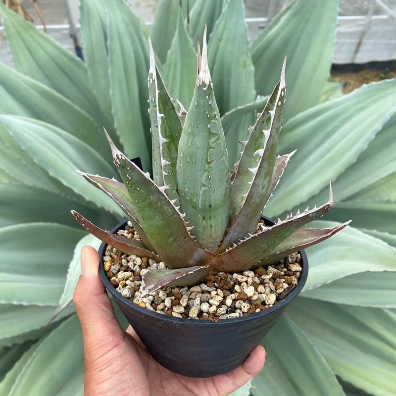 夏セールアガベパープソラム（Purpusorum）‼黄中斑️26800-12000 夏セールアガベパープソラム（Purpusorum）‼️26800-10000 楽天