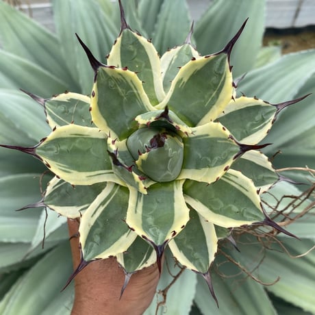 アガベクリームスパイク | STORES