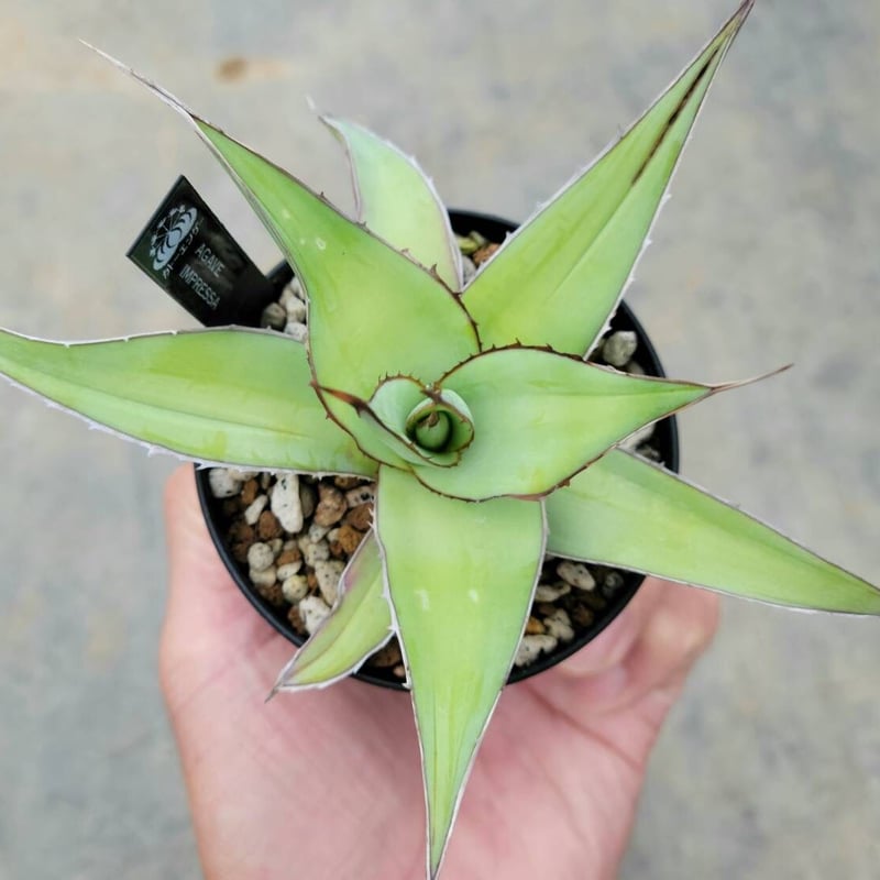 アガベ インプレッサ | カトーエンゲー