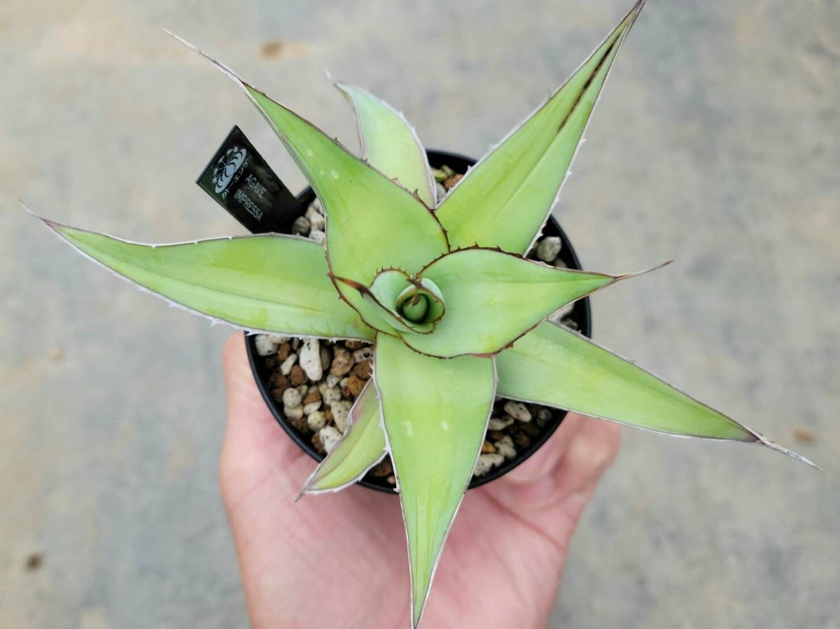 アガベ インプレッサ | カトーエンゲー