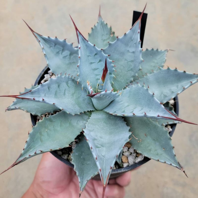 アガベ　モンタナ　特大 アガベ：モンタナ特大株 （24-E04） の通販 | 園芸ネット