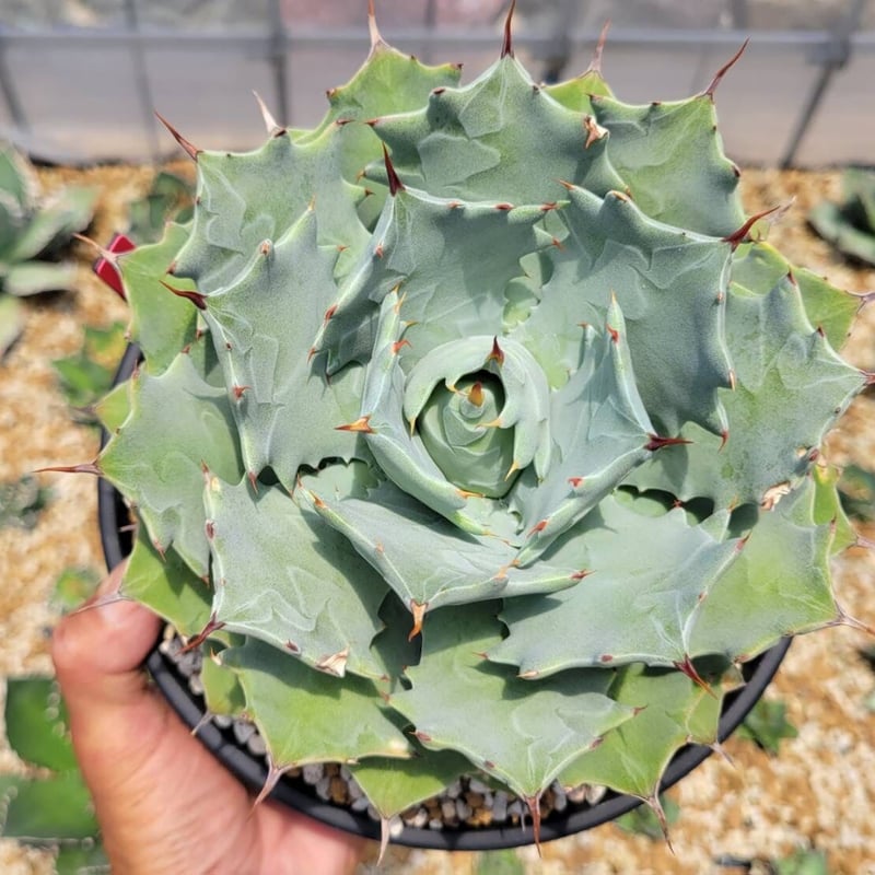 イシスメンシス インランドフォームisthmensis inland form イシスメンシス インランドフォームisthmensis inland form agave