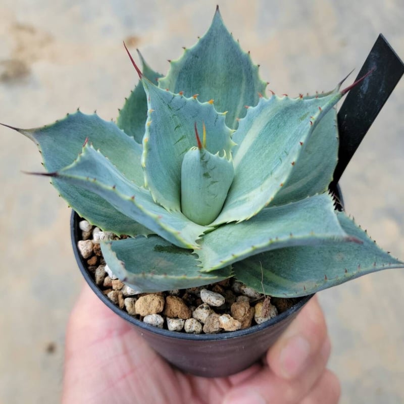 アガベ ポタトラム アガベ ポタトラム ”吉祥冠錦” | RADICE