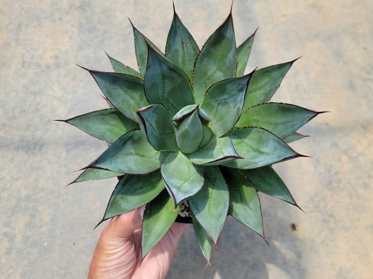 アガベ ブルーグロー ワイダーリーフタイプ | カトーエンゲー