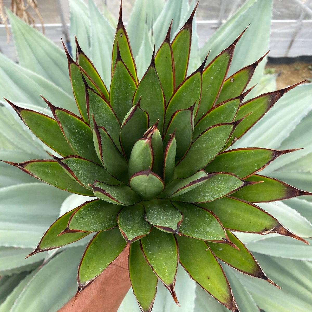 アガベグリーングロー Lサイズ ① | カトーエンゲー