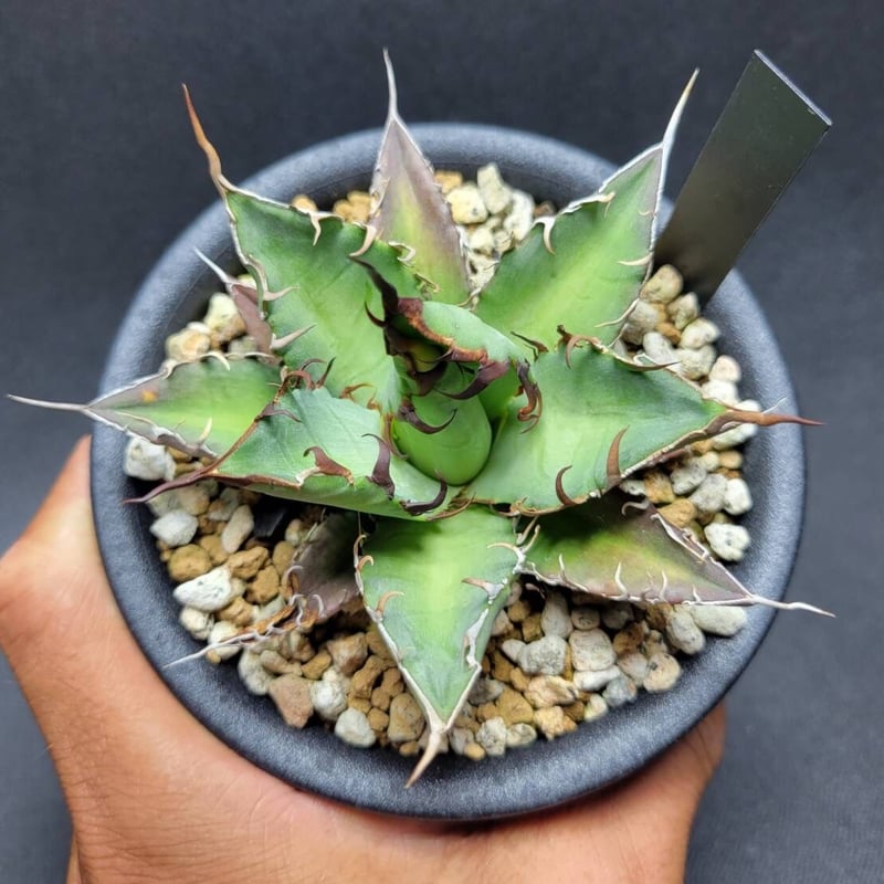 Agave oteroi from Oaxaca Native Seeds