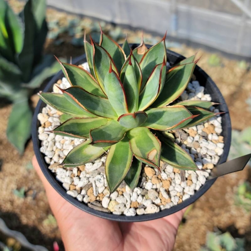 agave burnt burgundy variegata大 | カトーエンゲー