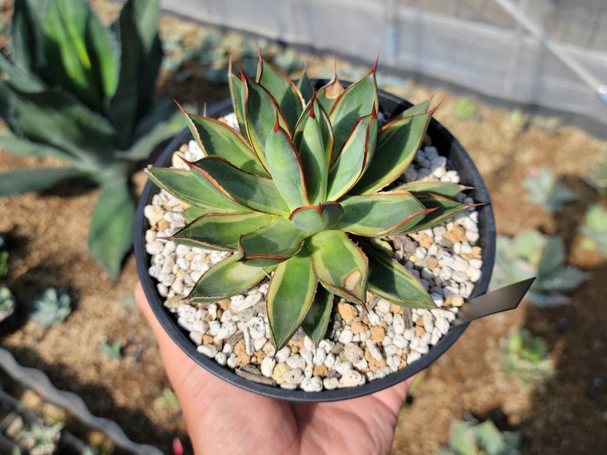 agave burnt burgundy variegata大 | カトーエンゲー