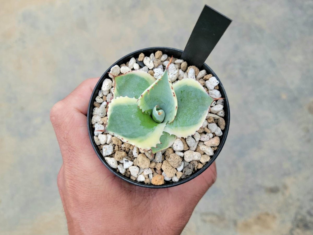 アガベ 怒雷神錦 イシスメンシス | カトーエンゲー