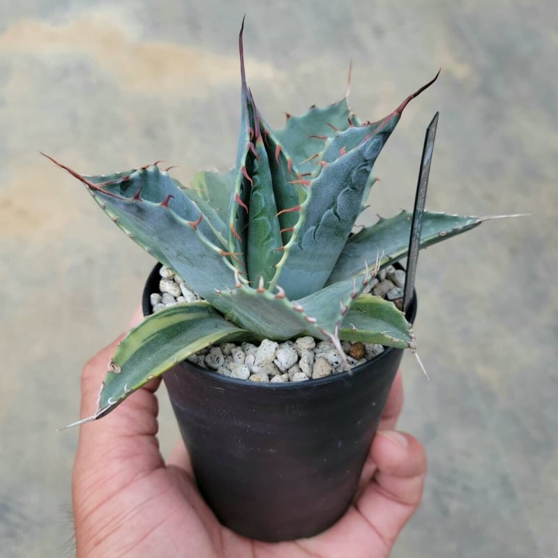 アガベ パラサナ ファイヤーボール | カトーエンゲー