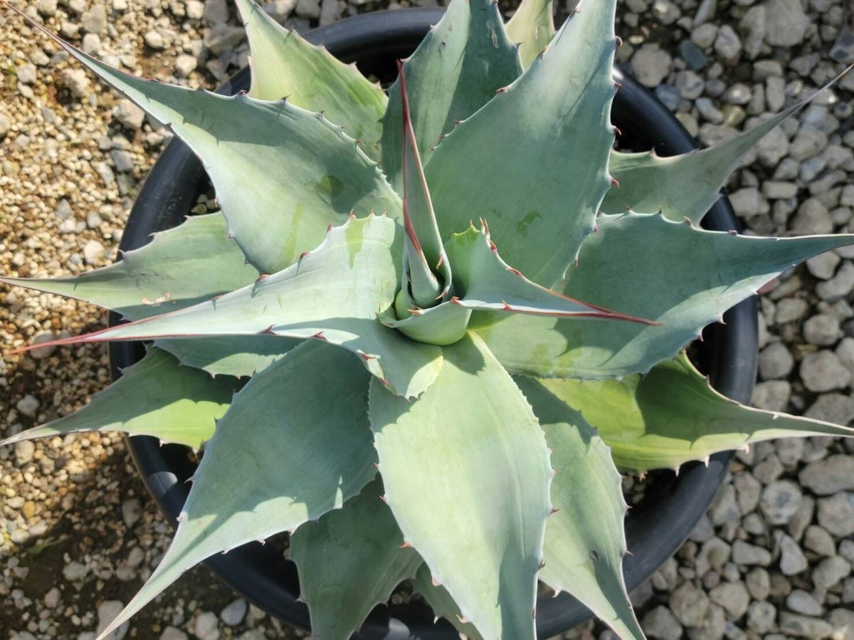 agave ovatifolia vanzie variegata | カトーエンゲー