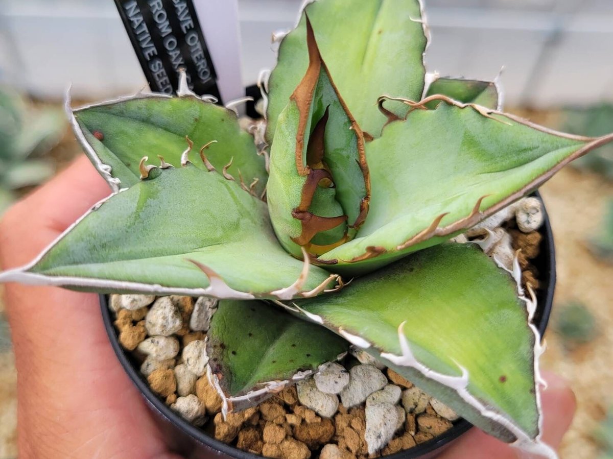 oaxaca oteroi Blue special 現地実生 ブルースペシャ oaxaca oteroi Blue special 現地実生 ブルースペシャ