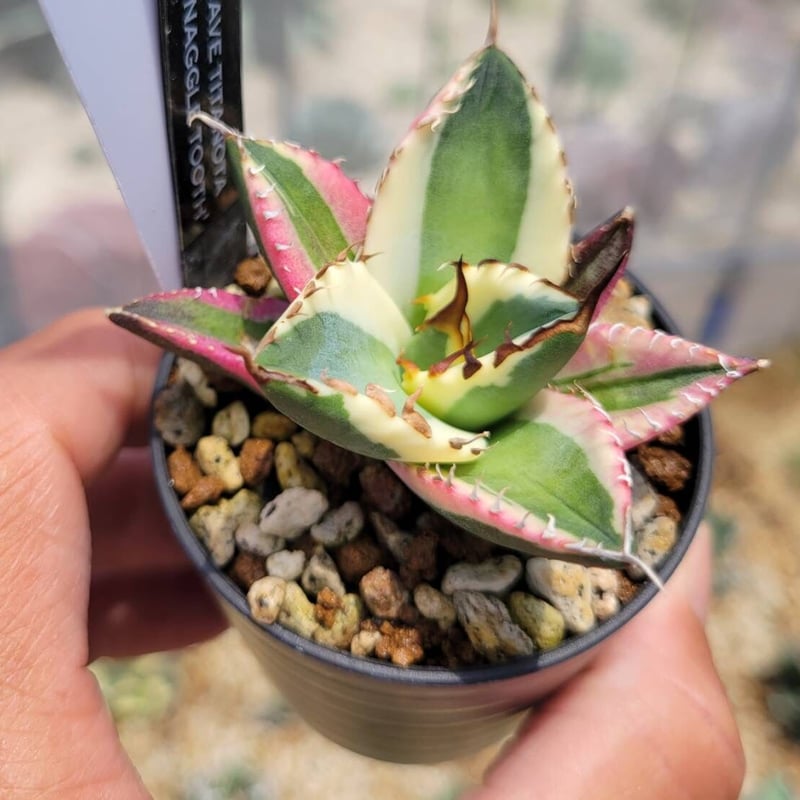 agave titanota'snaggle tooth ① | カトーエンゲー agave titanota'snaggle tooth ① | カトーエンゲー