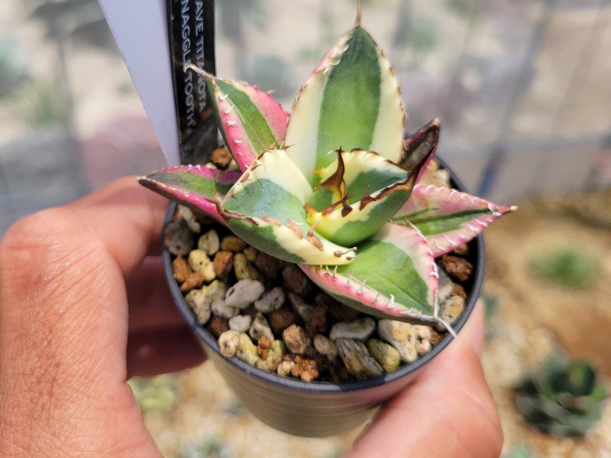 アガベ Agave titanota 'Snaggle Tooth' 177 アガベ チタノタ スナグルトゥース Agave titanota Snaggle Tooth