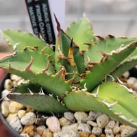 アガベ　トランカータ　ハンティントン　30センチ❗ アガベ トランカータ ハンティントン 30センチ❗ アガベ トランカータ