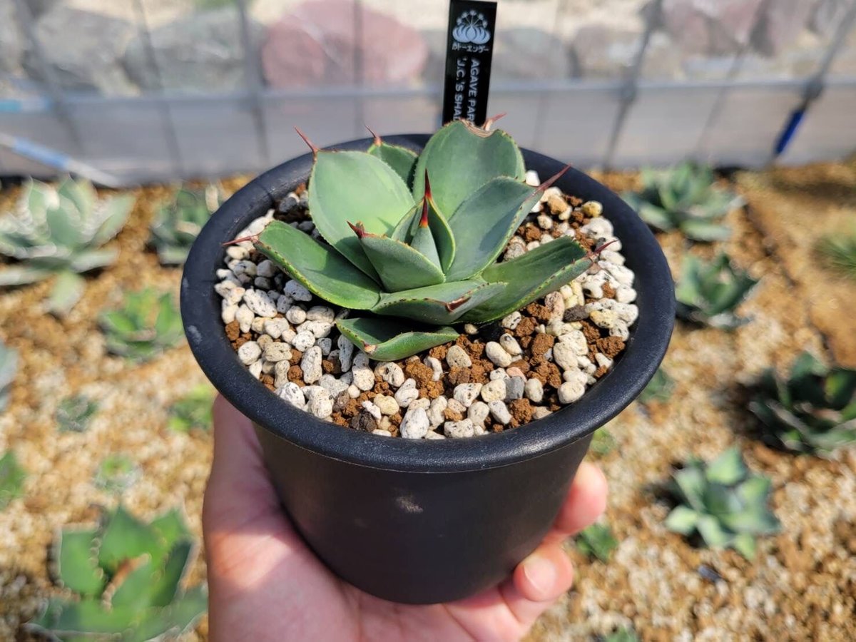agave parryi 'j.c.'s shadow' | カトーエンゲー