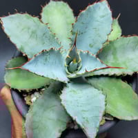 アガベモンタナビッグスカイ | カトーエンゲー