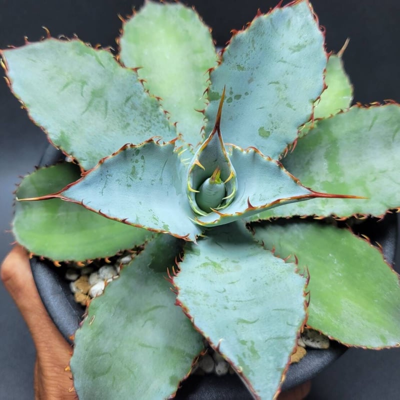 agave guadalajarana leon variegata | カトーエンゲー