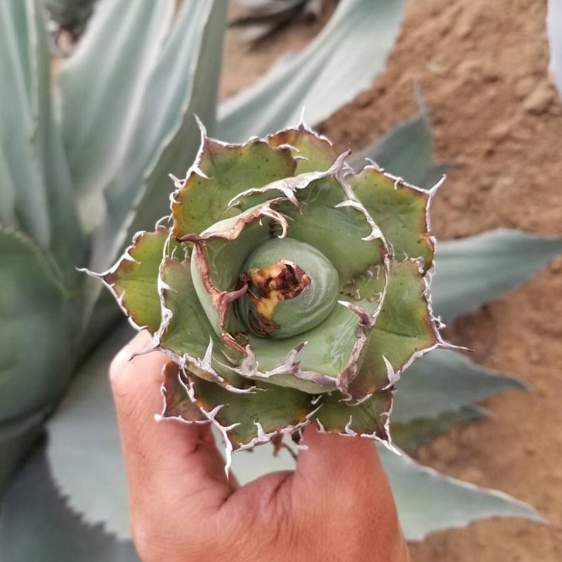 アガベ　チタノタ　白鯨 アガベ・チタノタ白鯨（ボールタイプ）中-065｜agave titanota