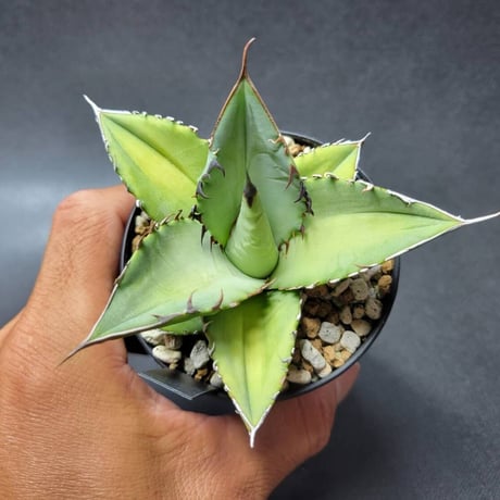 カトーエンゲー