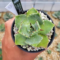 agave parryi 'j.c.'s shadow' | カトーエンゲー agave parryi 'j.c.'s shadow' | カトーエンゲー