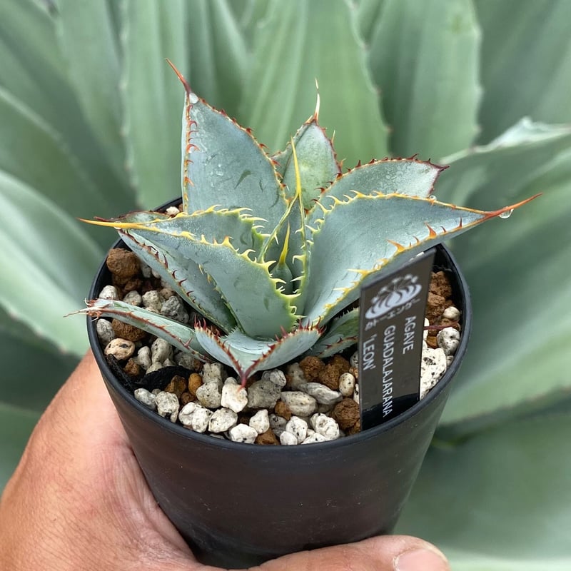 アガベグアダラハラナ レオン | カトーエンゲー