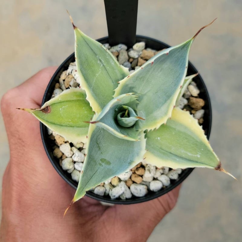 アガベ　重田怒雷神錦　（アトミックゴールドOC） アガベ 重田怒雷神錦 （アトミックゴールドOC） 観葉植物