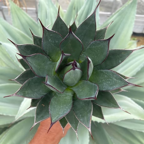 アガベ　ブルーエンバー　w40cmオーバー 000000014683_cSr2ZSr.jpg