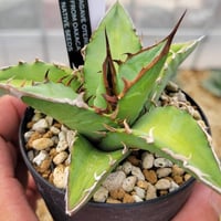 アガベ Agave parryi 'J.C.'s Shadow' 194 Agave parryi 'J.C.'s Shadow' 194