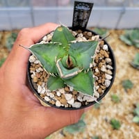 アガベ ローガンカルホーン | カトーエンゲー