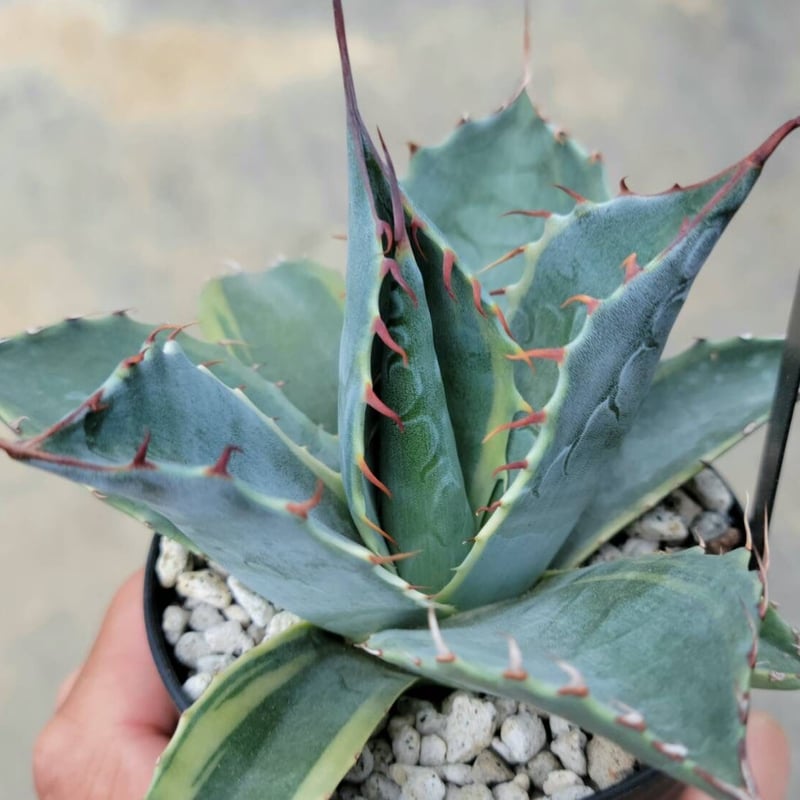 アガベ パラサナ ファイヤーボール | カトーエンゲー