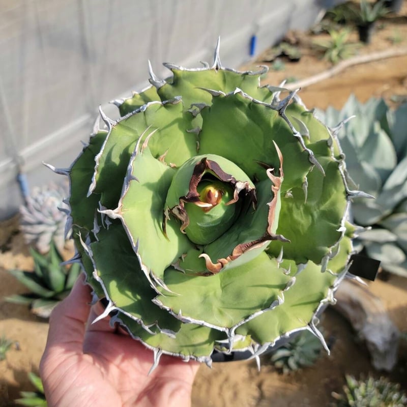趣 agave titanota fo-076 compacta G.G.② | カトーエンゲー
