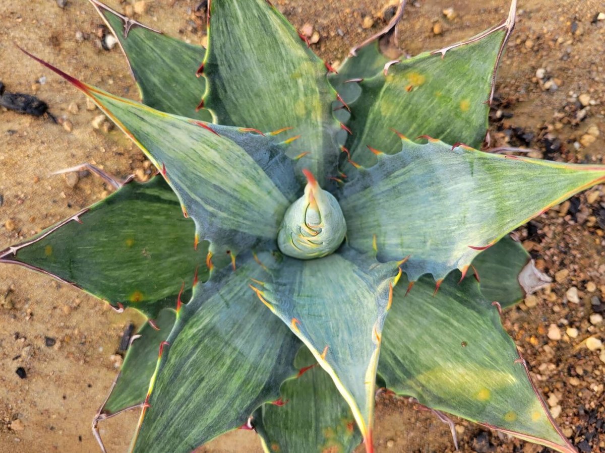 デハラユキノリ イエティ蓄光 インディーズソフビ デハラユキノリ イエティ蓄光 インディーズソフビ