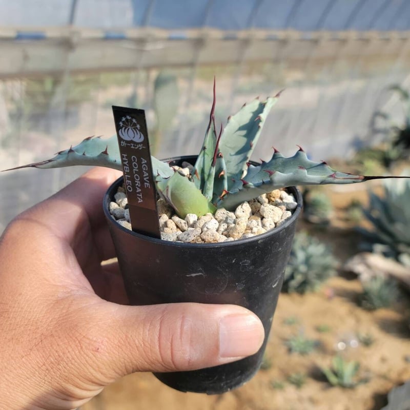 agave colorata hyb. leo② | カトーエンゲー agave colorata hyb. leo② | カトーエンゲー