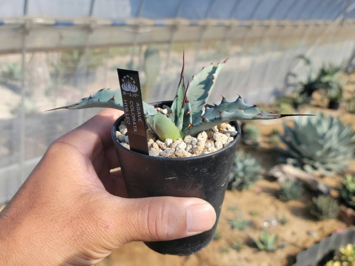 【クローバー出品】アガベhyb 楽天市場】【現品・現物】アガベ・スノーグロー Agave hyb.'Snow