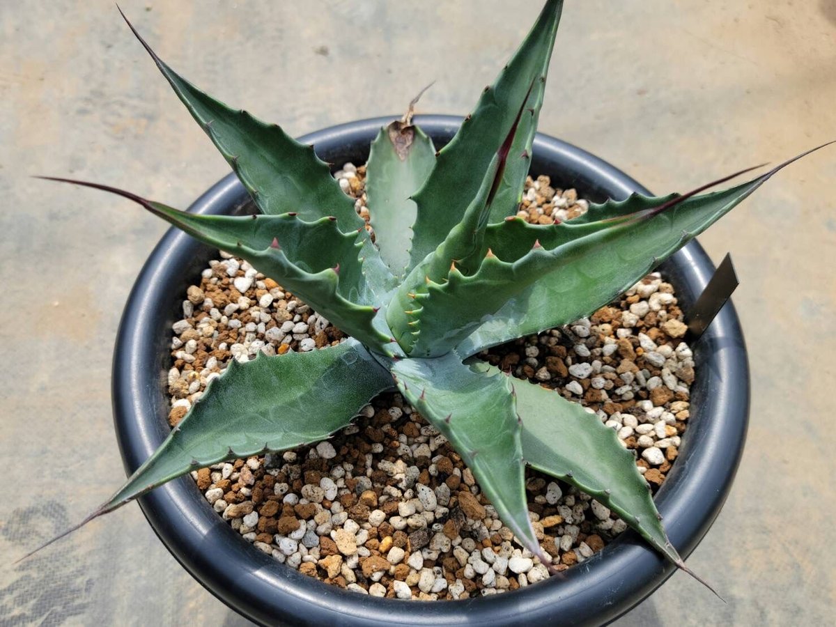 アガベ ローガンカルホーン | カトーエンゲー