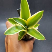 アガベ ロファンサ | カトーエンゲー