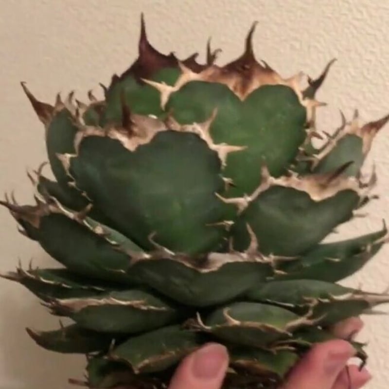 【超美株】アガベ　チタノタ　ボールタイプ agave titanota Agave titanota アガベ チタノタ 広葉ボールタイプ