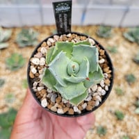 アガベオバティサナ シースター | カトーエンゲー