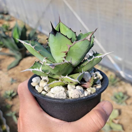 趣 agave titanota panda(熊猫)②