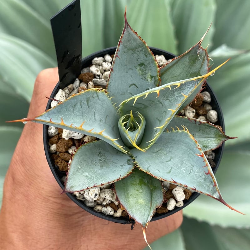 メルカリ便】アガベ チタノタ ロック （ロウルサンコ産） 【公式通販】