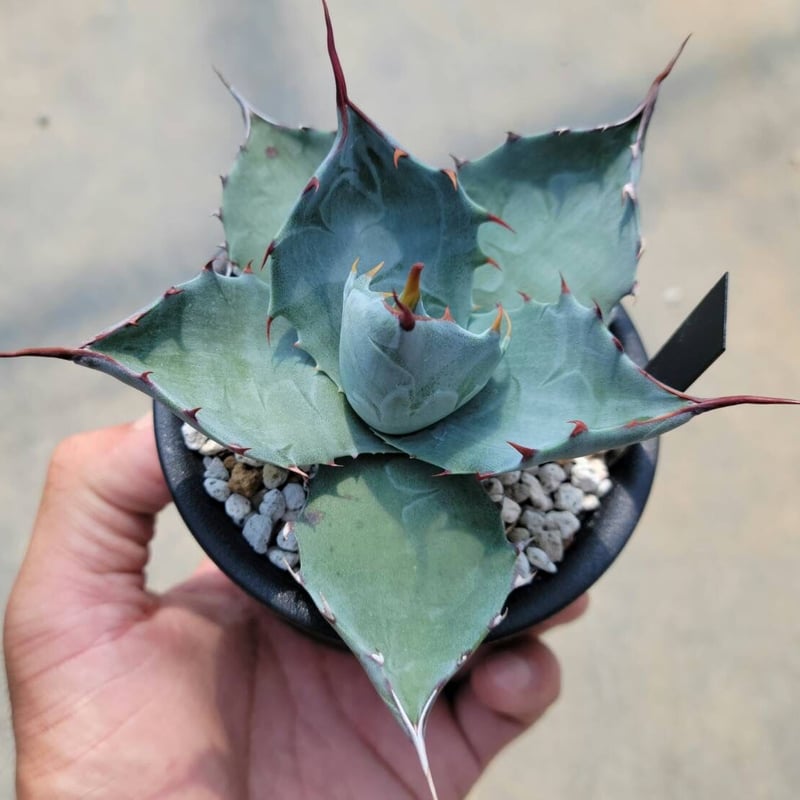 アガベ パラサナ×コロラータ | カトーエンゲー