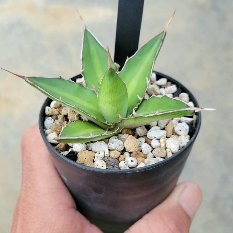 アガベ　ロファンサ　ゴールドフィンガー アガベ ロファンサ | カトーエンゲー