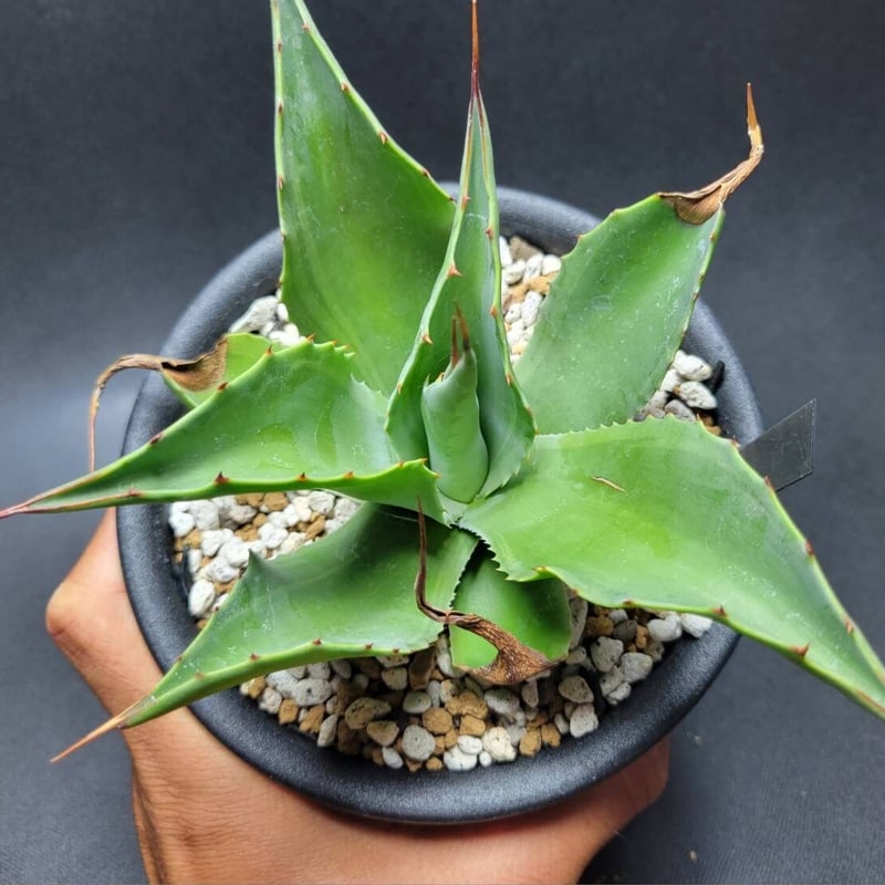 agave ovatifolia cameo | カトーエンゲー