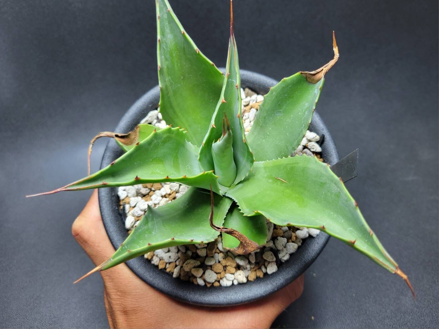 ovatifolia 'Cameo' オバティフォリア カメオ 美株 agave ovatifolia cameo | カトーエンゲー