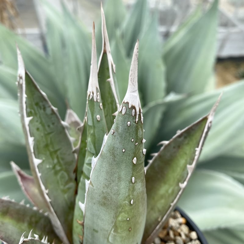 夏セールアガベパープソラム（Purpusorum）‼️16800-5000 夏セールアガベパープソラム（Purpusorum）‼️16800-5000